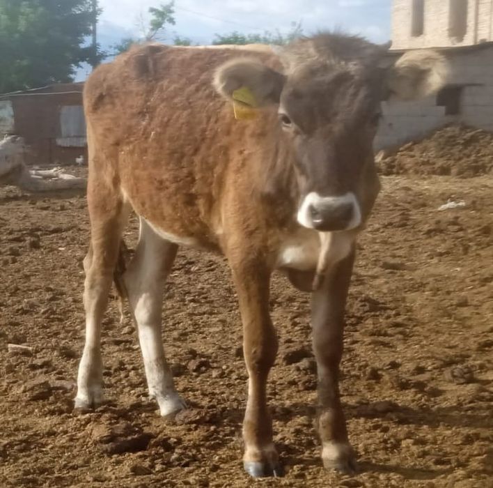 Продам       телку