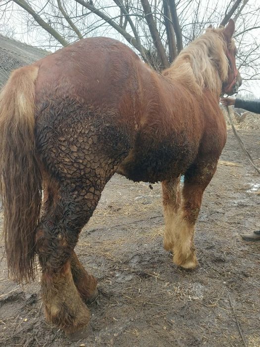 Vand  mânz  tânăr