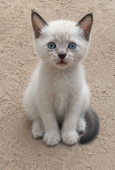 Котята в добрые руки! 2 месяца, к лотку приучены.