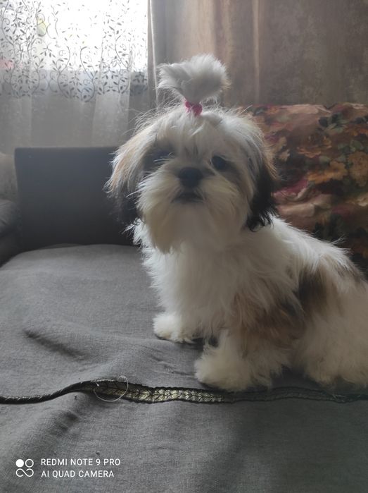 Подрощенные щенки Ши-Тцу