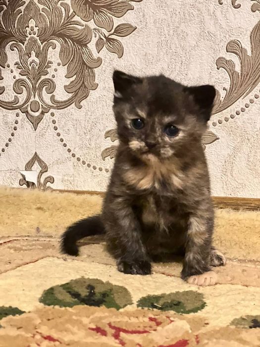 Котенок 1 месяц бесплатно