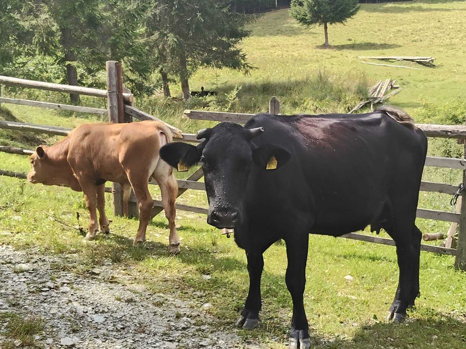 Vând vaca cu vițel