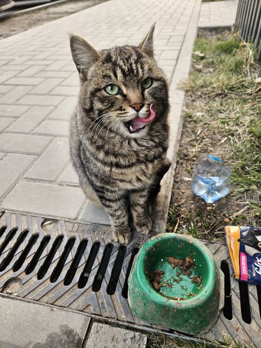Найден кот , не кастрирован