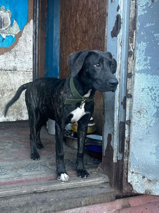 Собака по договору