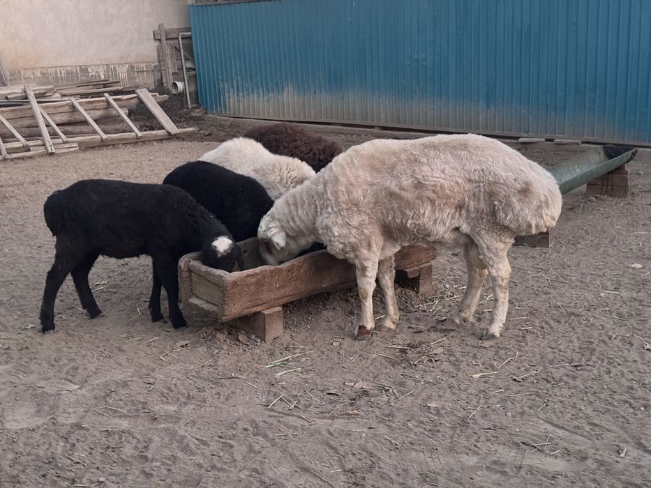 Бағылған семіз Қошқар сатылады.