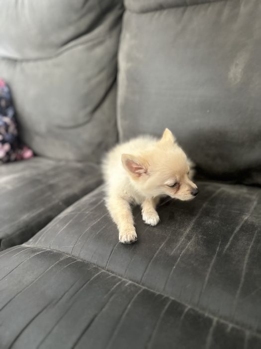 Померан (смеска)