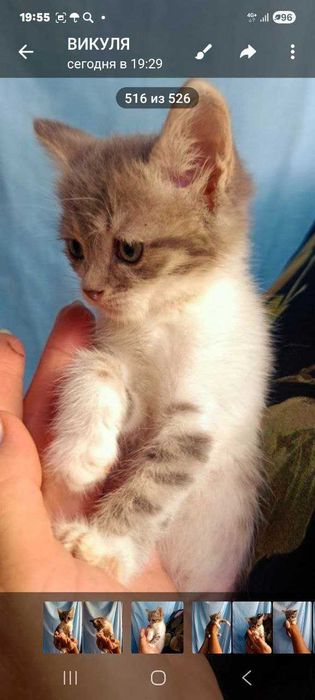 Котята ищут семьи!