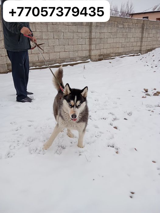 Продам обмен телефон