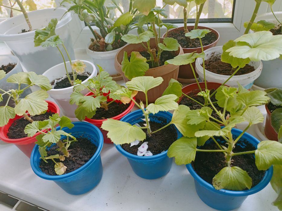 Продам комнатные цветы