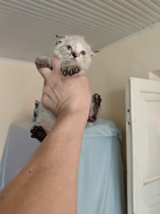 Котята шотландцы