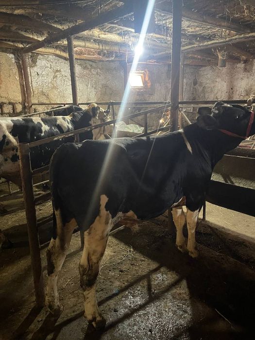 Buqala sotiladi arzon bervoramiz