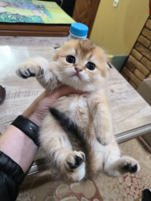 Шикарный котёнок от правильной вязки