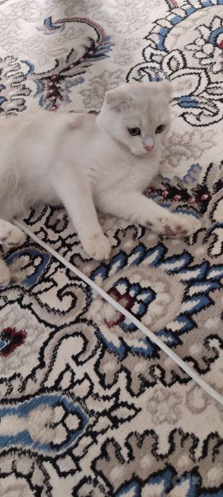 Mushuklar nomi Oskar