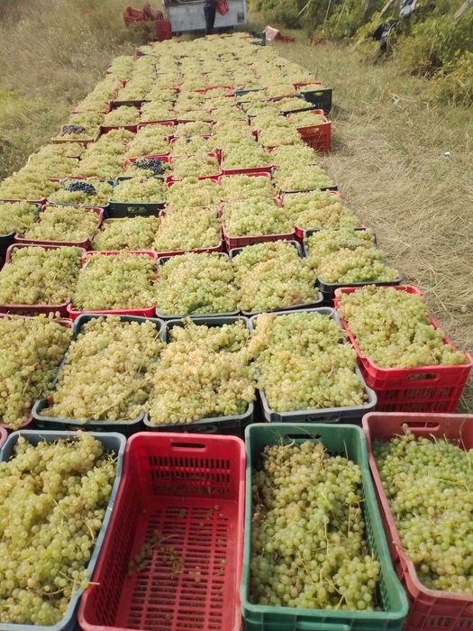 Vând struguri de vin avem următoarele soiuri; Feteasca regala, aligote, Reasling, Muscat ottonel, Muscat Hamburg, Merlot, struguri sunt aduse in lădiț