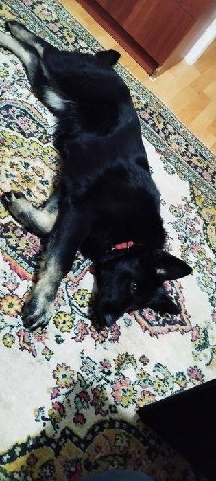 Продам.Немецкую овчаркау