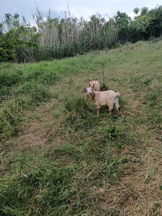 Vând tap 6 luni și jumătate