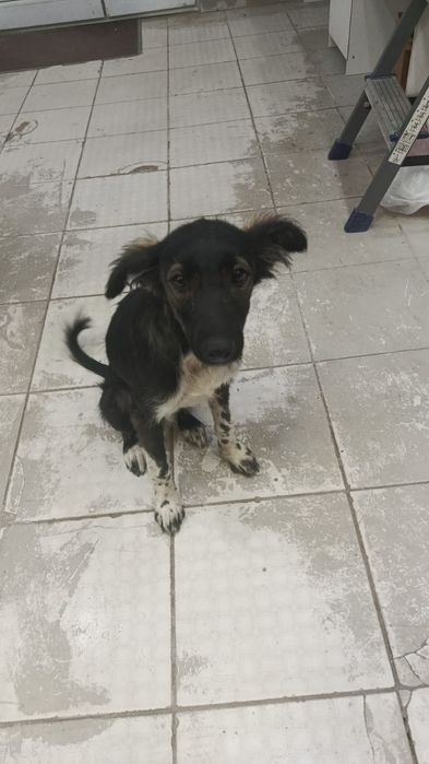 Щенок девочка звонок