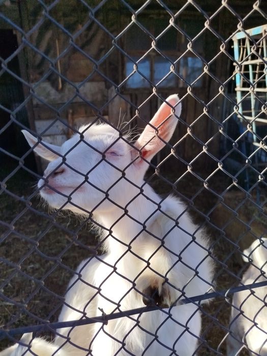 Козлята молочной породы