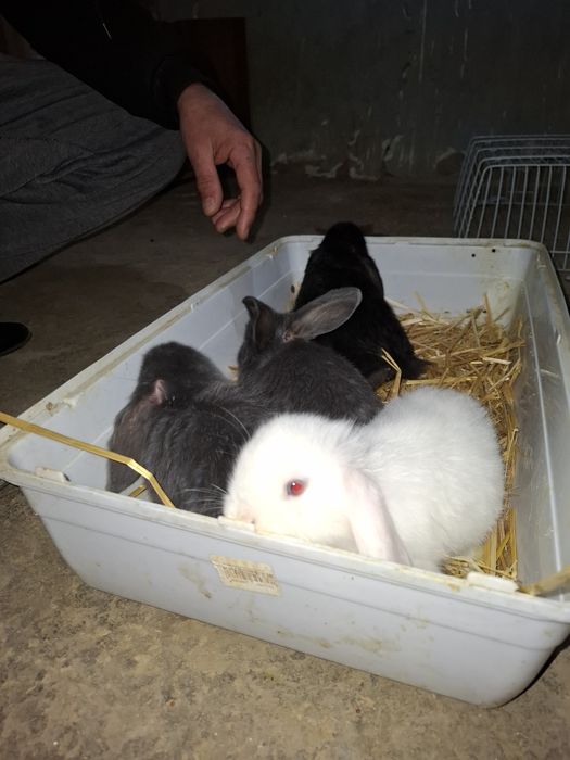 Кролик Баран 
Quyon Baran Karlikoviy
Карликовый Баран Кролик. 

Продае