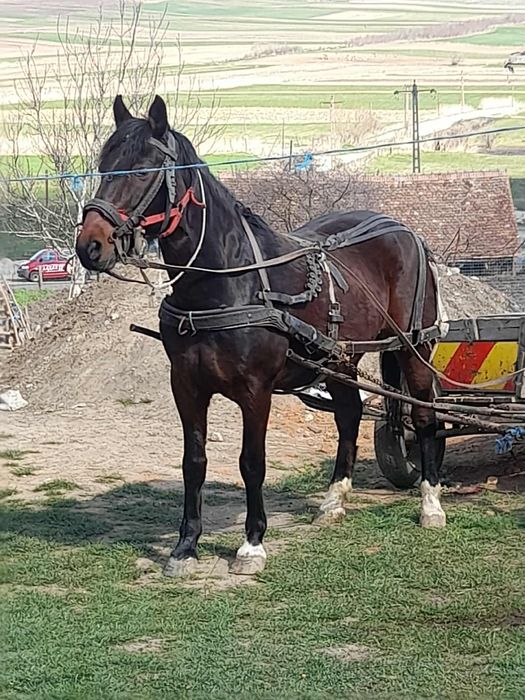 De vânzare sau schimb pe diverse