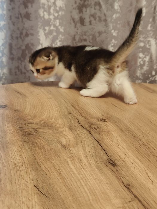 Котята Скоттиш фолд вислаушки .