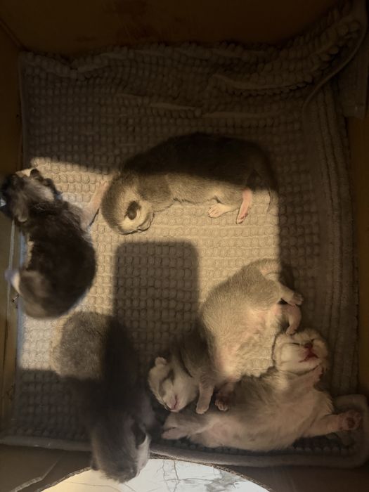 Бронь на скотиш фолд