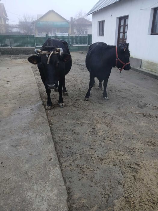 Vitea angus de vanzare