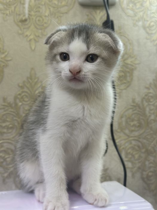 Вислоухие котята