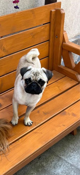 Vand catel rasă pug