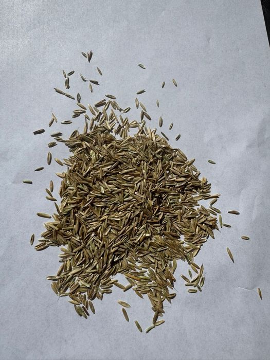 Samanta iarba coasă/ pășune, Măzăriche, Trifoi, Sparceta, Amestec furajer Lucern ,Sudan