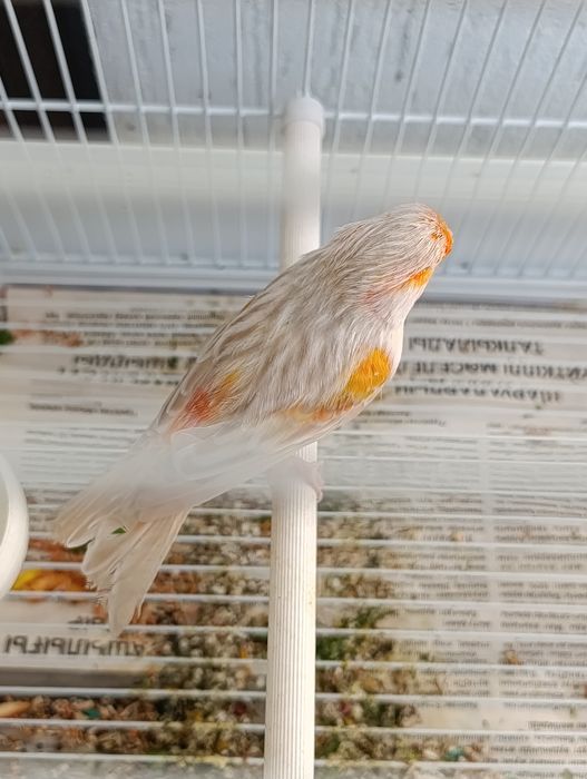 Канарейка сатинет
