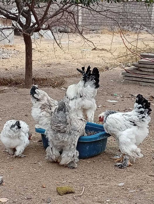 Брама товуклар курицы брама Охангарон Нурободда