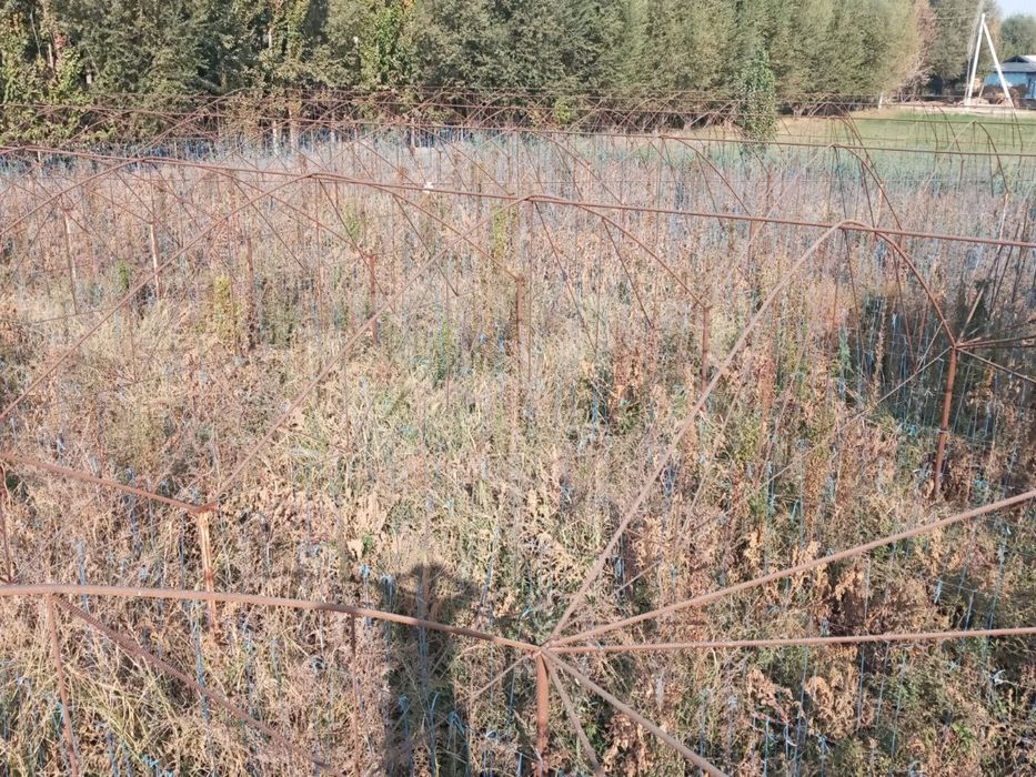 TЕПЛИЦА срочно сотилади  13.5 сотих - сув окувd латоги йок