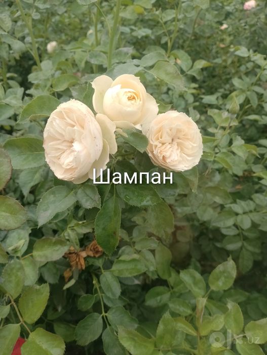 Биринчи Кул Дехкончилик гул кучатларимиз сотувда