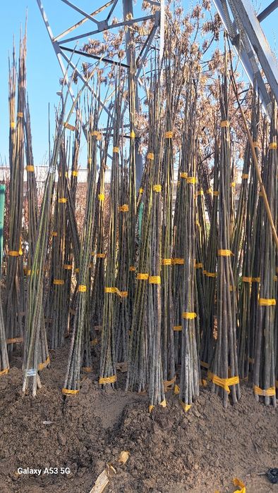 Archa va dekorativni darahtlar sotamiz va ekib beramiz dostafka bor