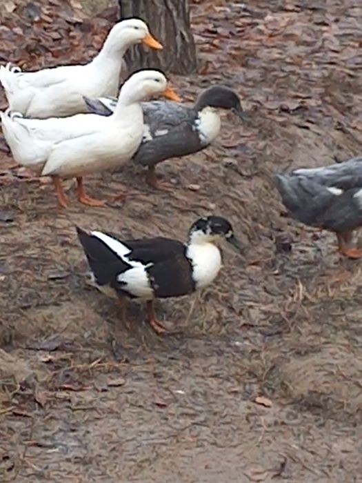 Инда утки от 150 до 350