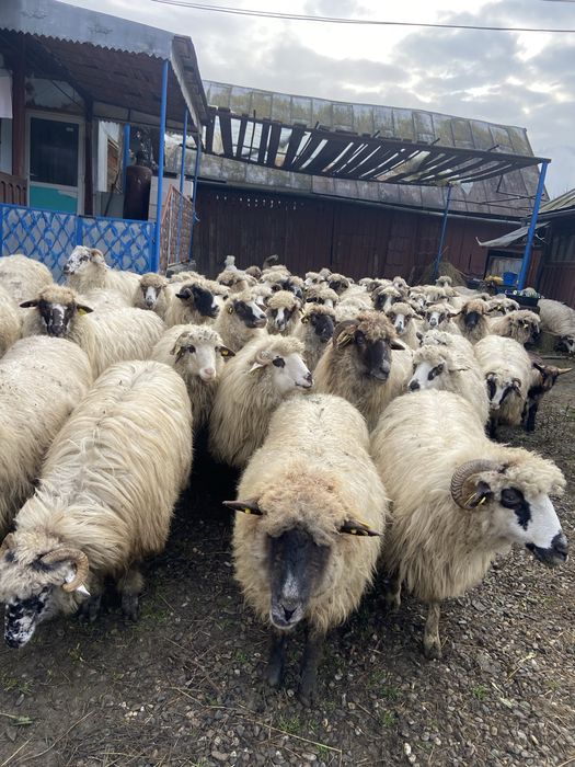 Oi si capre de vanzare