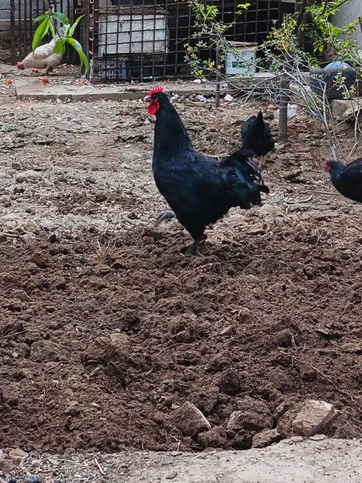 Қораз гигант сатылады