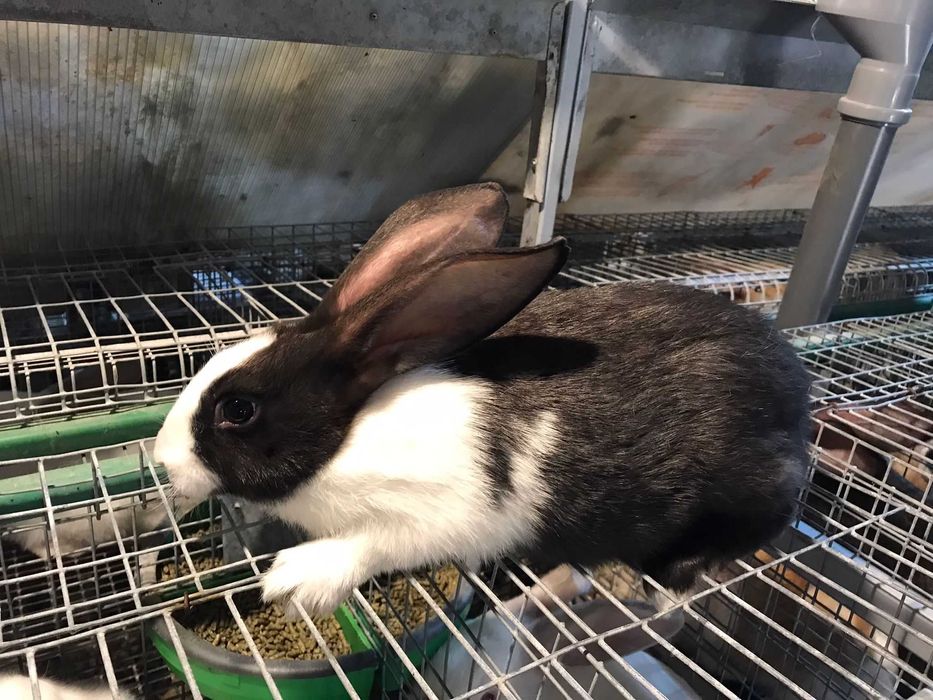 Iepuri Hycole Francez