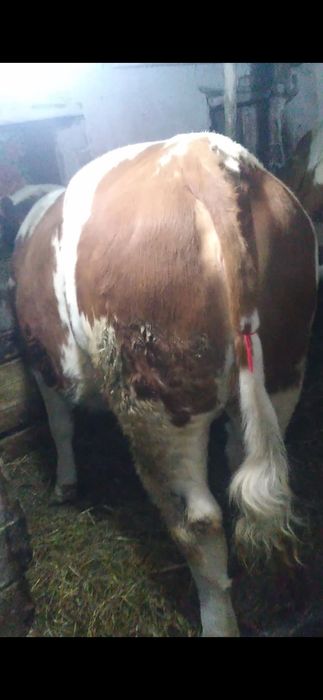 Junica   baltata romaneasca