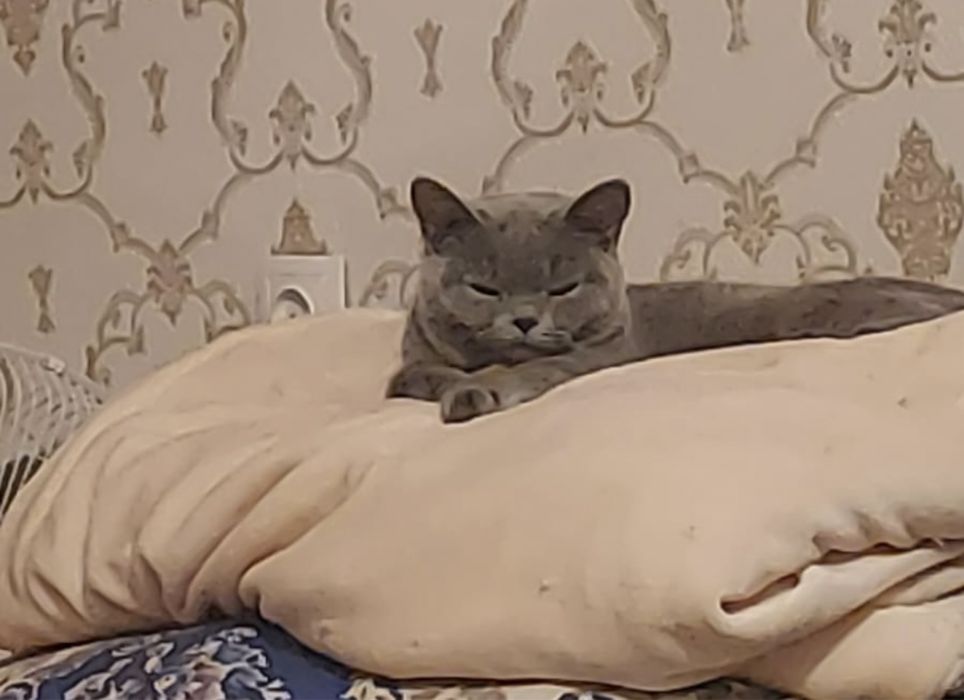 Продаю кошку шатланку девочка 7мес