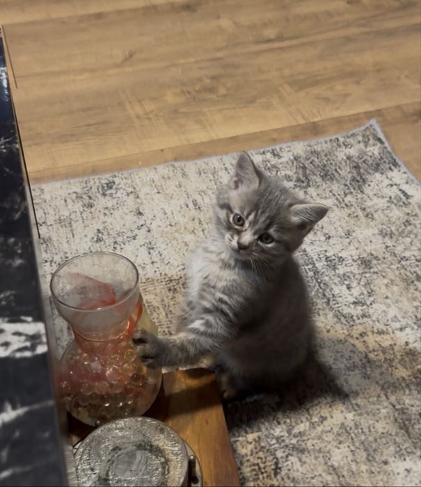 Късокосместа английска котка