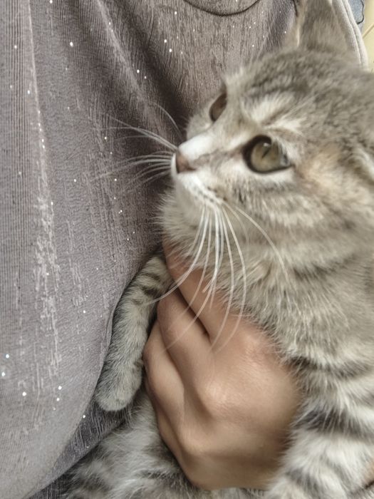 Отдам котенка в добрые руки