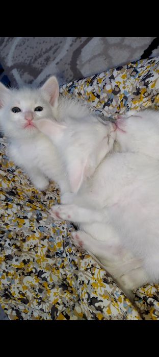 Turetski angora oppoq mushukchalar