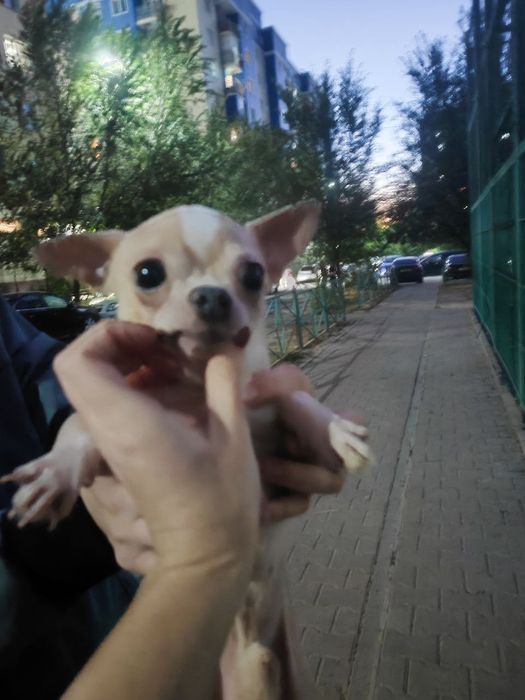 Чихуахуа Чихуахуа