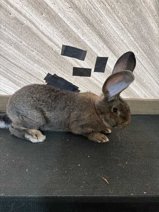 Femela si Mascul Urias german