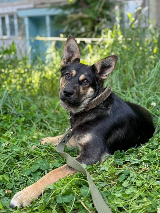 Ищем дом для пса Рея