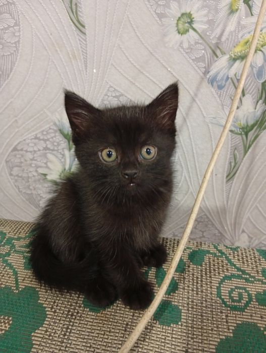 Отдам котёнка в добрые руки