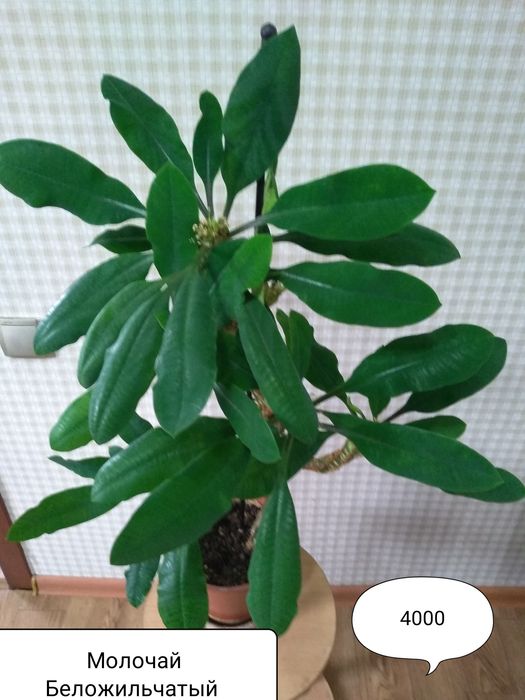 Цветы для дома и офиса