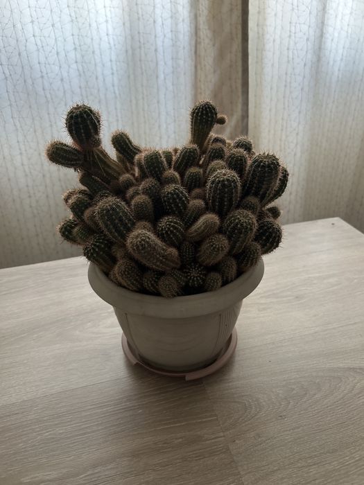Продам домашние кактусы